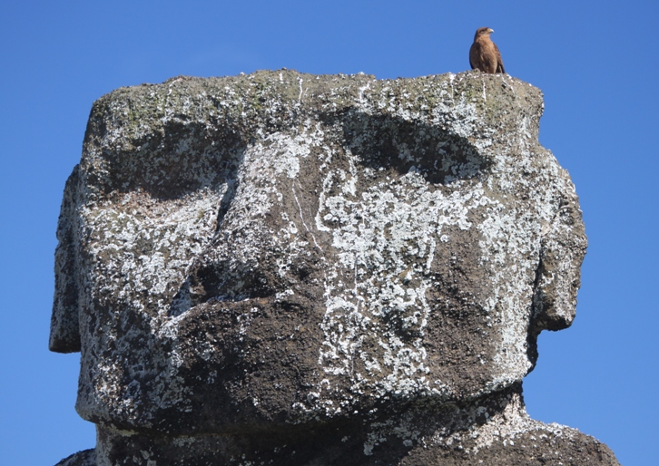 raptor on moai